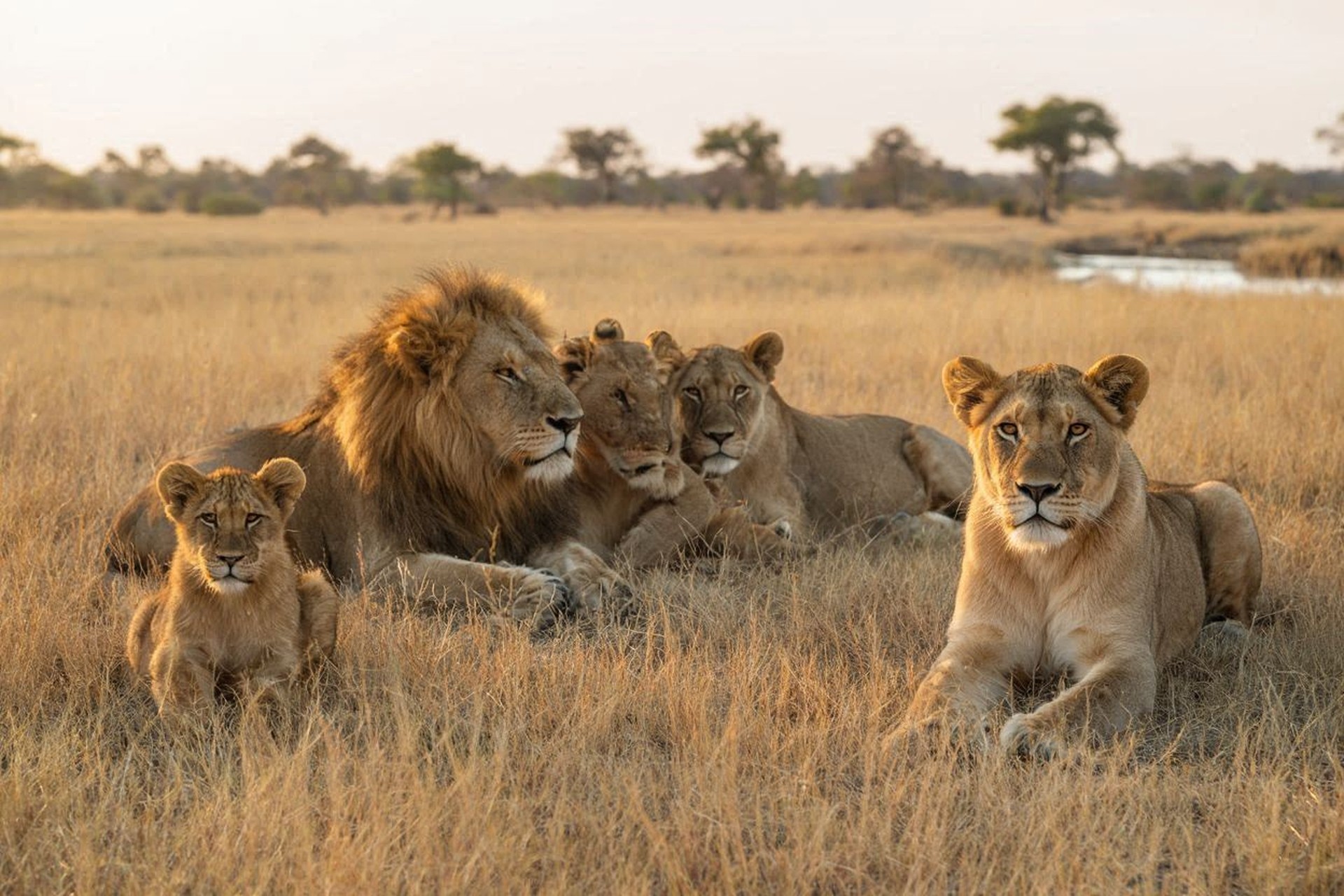 Moremi & Savuti predators