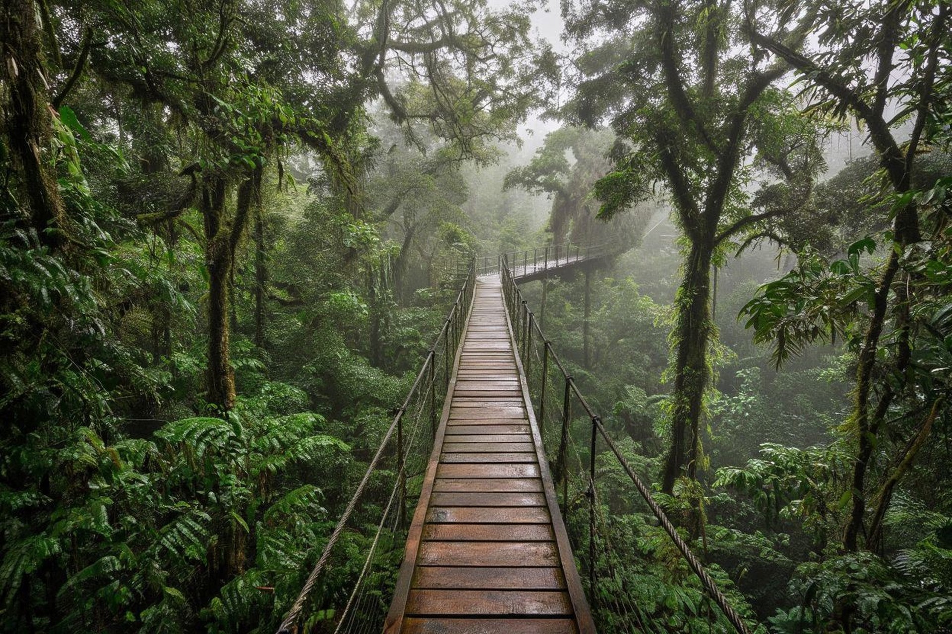 Nyungwe canopy walk