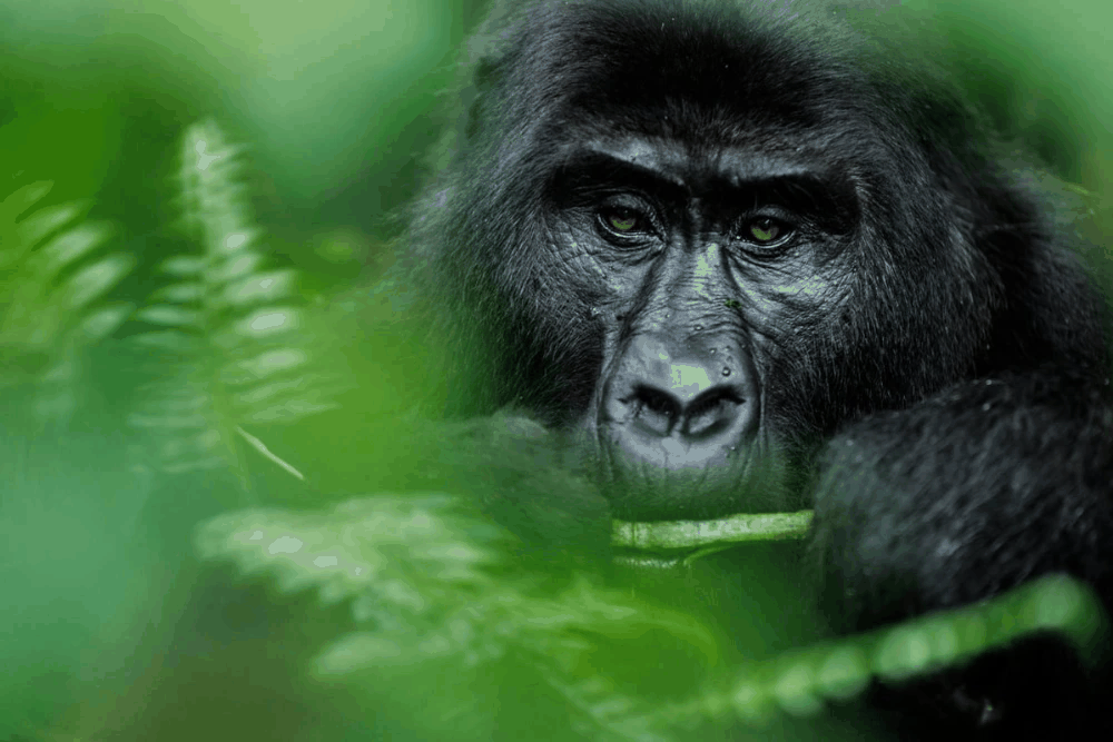 Chimpanzee and Gorilla Trekking in Uganda