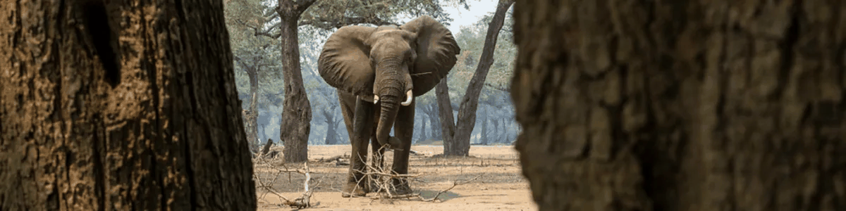 Hwange and Mana Pools Photo Safari 9 Days 8 Nights