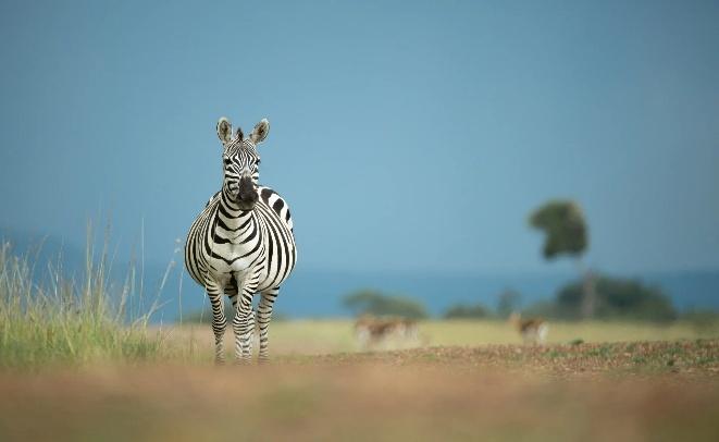 Package image