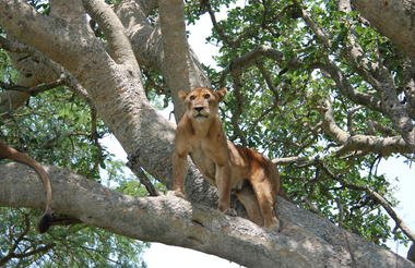 12 Day Ultimate Uganda Private Safari