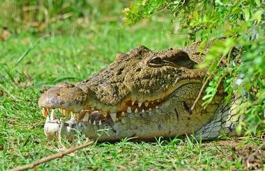 12 Day Ultimate Uganda Private Safari