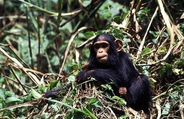 12 Day Ultimate Uganda Private Safari