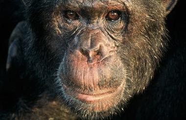 12 Day Ultimate Uganda Private Safari