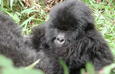 12 Day Ultimate Uganda Private Safari