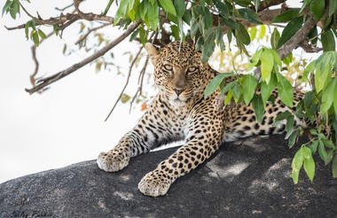 Central Serengeti Fly-in Safari