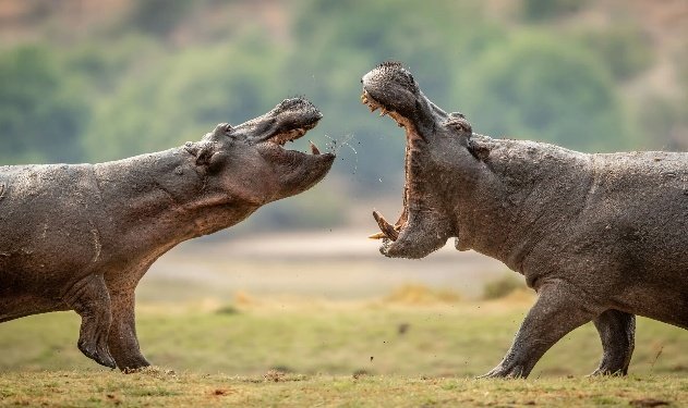 Chobe and Okavango Delta Photo Safari 8 Days 7 Nights