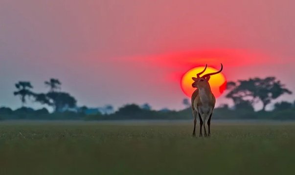 Chobe and Okavango Delta Photo Safari 8 Days 7 Nights