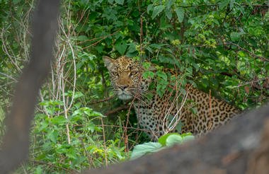 Game and Gorillas 8 Day Uganda and Rwanda Private Safari