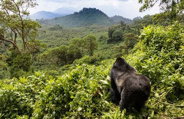 Game and Gorillas 8 Day Uganda and Rwanda Private Safari