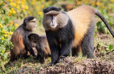 Game and Gorillas 8 Day Uganda and Rwanda Private Safari