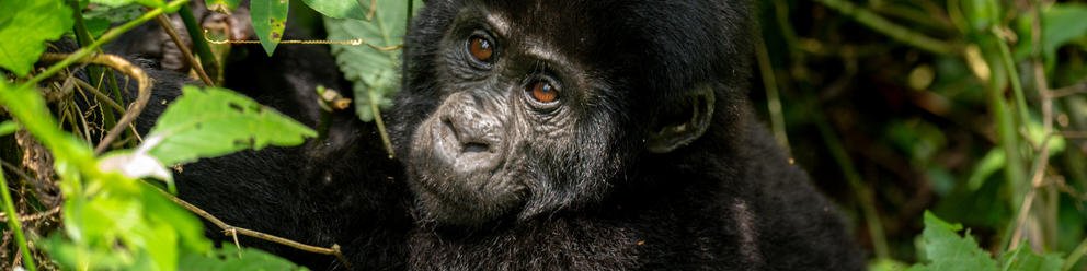 Gorillas Rhinos Chimps and the Nile 9 Day Scheduled Safari Uganda