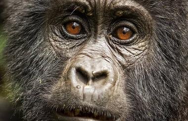 Gorillas Rhinos Chimps and the Nile 9 Day Scheduled Safari Uganda