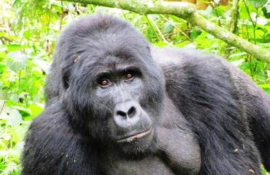 Gorillas Rhinos Chimps and the Nile 9 Day Scheduled Safari Uganda