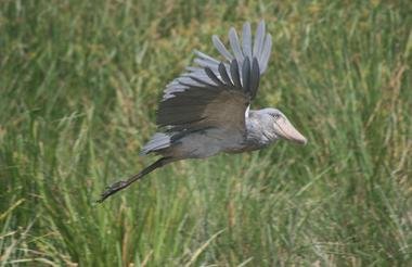 Gorillas Rhinos Chimps and the Nile 9 Day Scheduled Safari Uganda