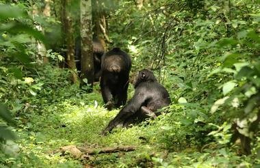 Gorillas Rhinos Chimps and the Nile 9 Day Scheduled Safari Uganda