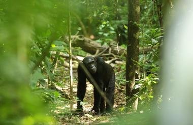 Gorillas Rhinos Chimps and the Nile 9 Day Scheduled Safari Uganda