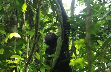 Gorillas Rhinos Chimps and the Nile 9 Day Scheduled Safari Uganda