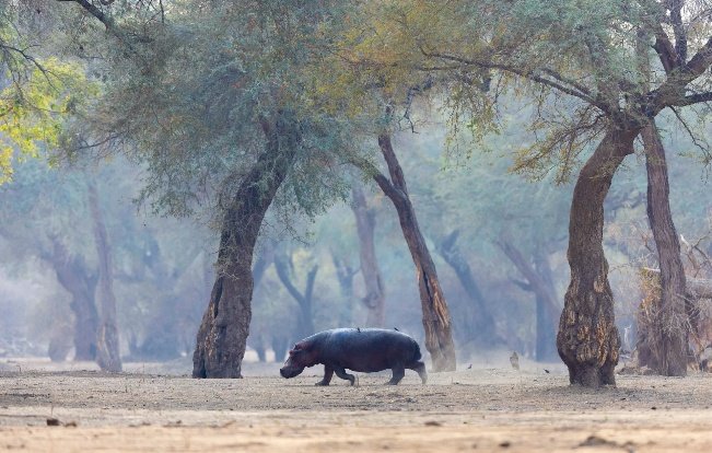 Hwange and Mana Pools Photo Safari 9 Days 8 Nights Zimbabwe