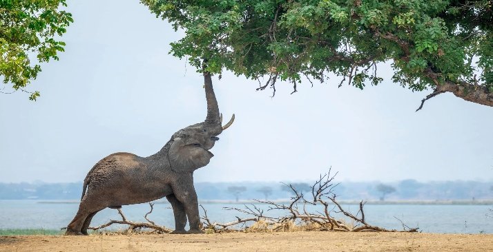 Hwange and Mana Pools Photo Safari 9 Days 8 Nights Zimbabwe