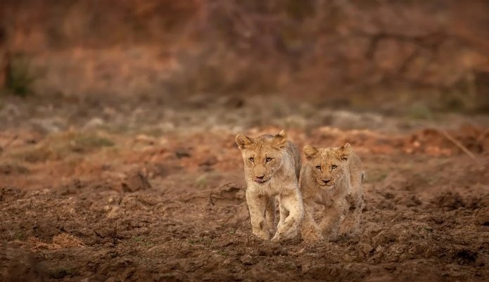 Madikwe Photo Safari 6 Days 5 Nights South Africa