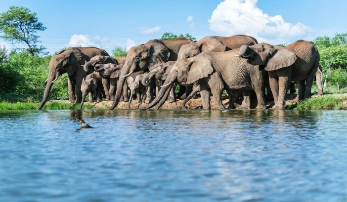 Madikwe Photo Safari 6 Days 5 Nights South Africa