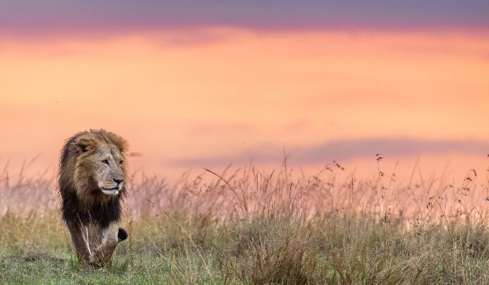 Masai Mara Photo Safari 8 Days 7 Nights Kenya