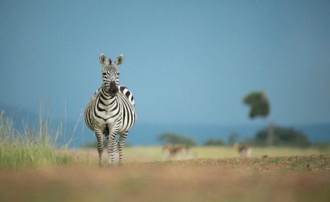 Masai Mara Photo Safari 8 Days 7 Nights Kenya