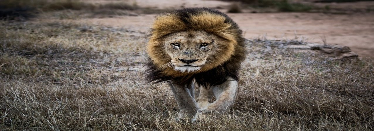Sabi Sands Photo Safari 6 Days 5 Nights South Africa