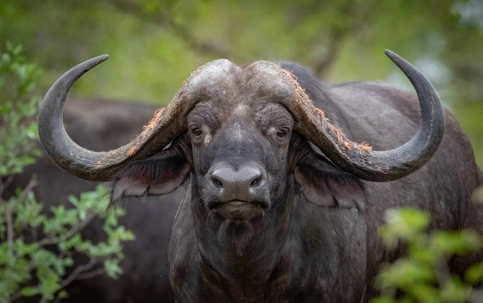 Sabi Sands Photo Safari 6 Days 5 Nights South Africa