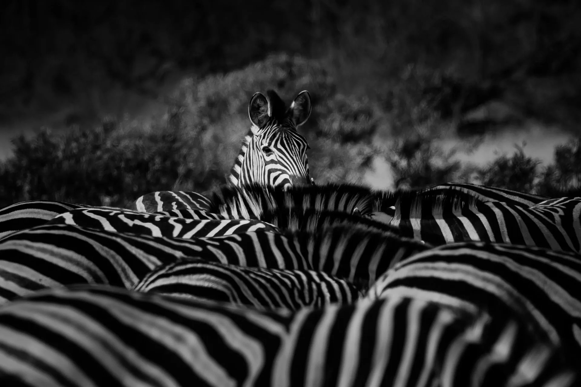 Sabi Sands Photo Safari 6 Days 5 Nights South Africa