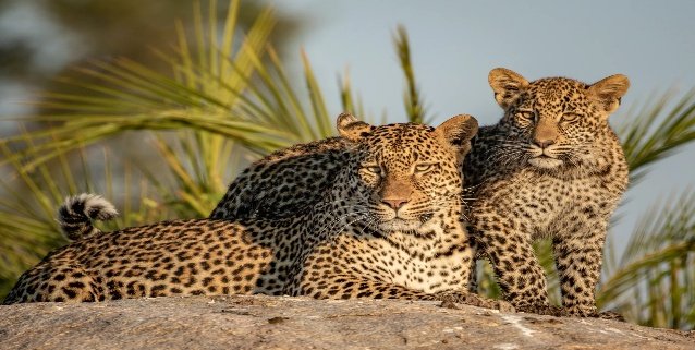 Sabi Sands Photo Safari 6 Days 5 Nights South Africa