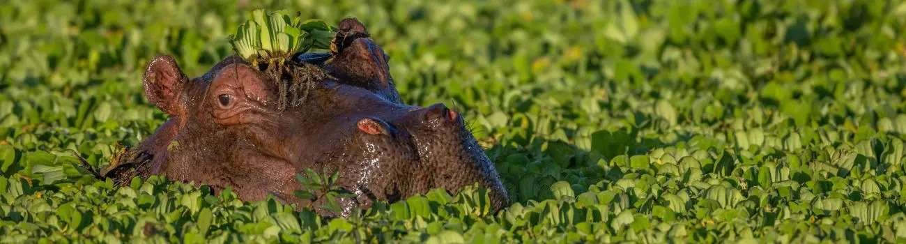 South Luangwa Photo Safari 8 Days 7 Nights Zambia