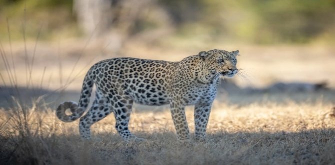 South Luangwa Photo Safari 8 Days 7 Nights Zambia
