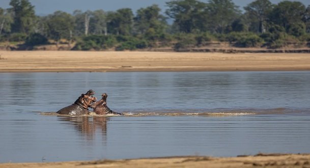 South Luangwa Photo Safari 8 Days 7 Nights Zambia