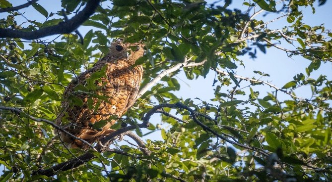 South Luangwa Photo Safari 8 Days 7 Nights Zambia
