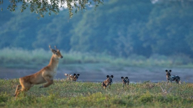 South Luangwa Photo Safari 8 Days 7 Nights Zambia