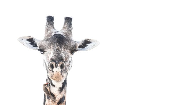 South Luangwa Photo Safari 8 Days 7 Nights Zambia
