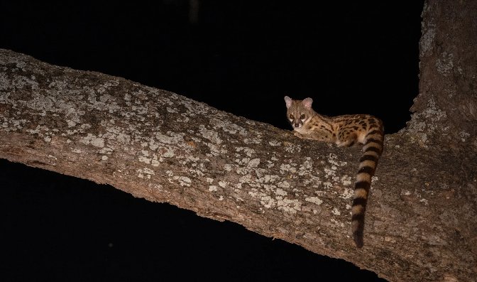 South Luangwa Photo Safari 8 Days 7 Nights Zambia