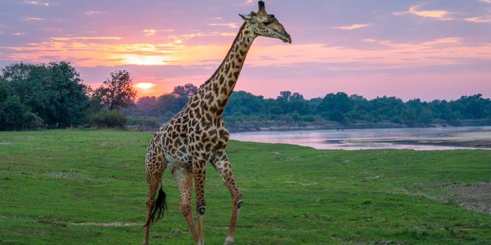 Raw Zambia 9 Days 8 Nights South Luangwa and Lower Zambezi
